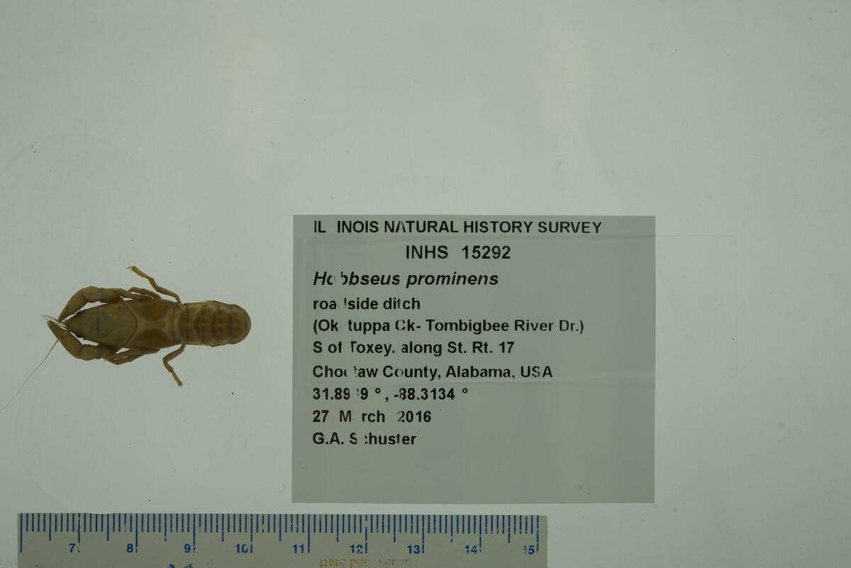 Hobbseus image
